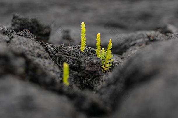 令人晕倒的关-在上面看法关于新鲜的植物1<strong>幼苗生长</strong>的出局关于一关于