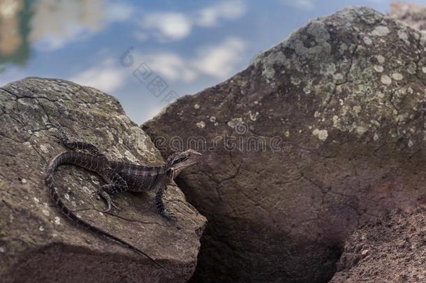 澳大利亚人<strong>水龙</strong>蜥蜴向一岩石
