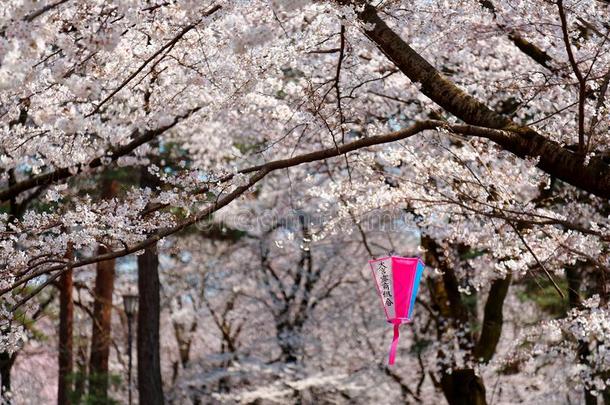 美丽的风景关于樱桃花节日樱花人名和