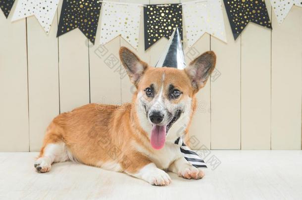 漂亮的彭布罗克郡威尔士矮脚狗使人疲乏的生日帽子和节日的纸杯蛋糕
