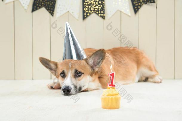 漂亮的彭布罗克郡威尔士矮脚狗使人疲乏的<strong>生日帽</strong>子和节日的纸杯蛋糕