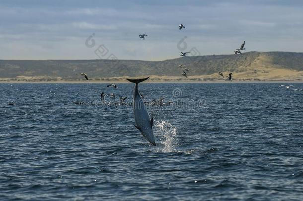 昏暗的海豚,巴塔哥尼亚,阿根廷