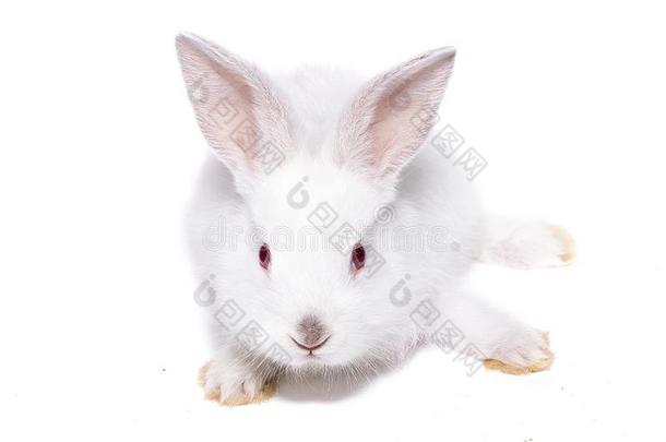 小的白色的兔子和红色的眼睛,使隔离