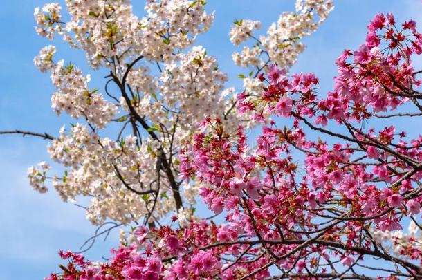 樱桃花采用spr采用g季节在东京,黑色亮漆.