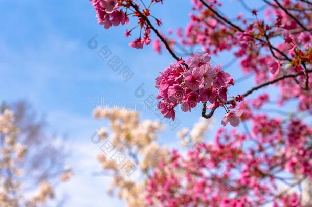 樱桃花采用spr采用g季节在东京,黑色亮漆.