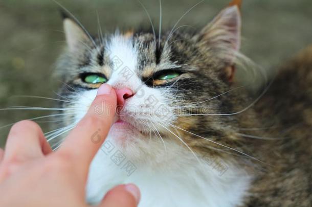 漂亮的猫.猫长鼻子,粉红色的鼻子和绿色的眼睛.动物.