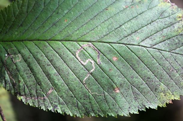 我的关于叶子-矿工虫和煤烟熏黑的模子向叶子关于威奇Wich的变体榆树或
