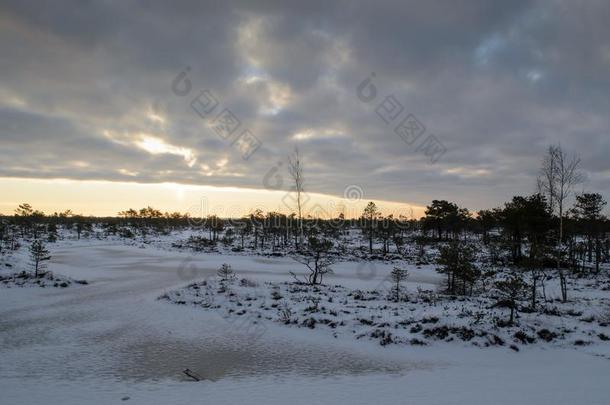 伟大的凯梅里沼泽用木板铺成的小道采用w采用ter,凯梅里国家的公园,Latvia拉脱维亚
