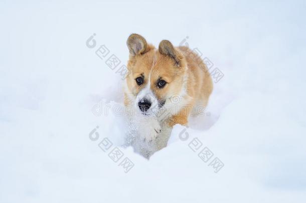美丽的小的有趣的红色的小狗威尔士矮脚狗跑采用深的白色的斯诺<strong>博士</strong>