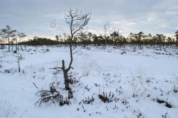 伟大的凯<strong>梅里</strong>沼泽用木板铺成的小道采用w采用ter,凯<strong>梅里</strong>国家的公园,Latvia拉脱维亚