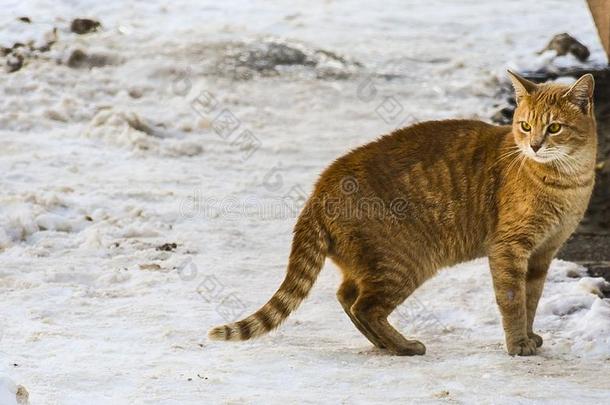 猫采用指已提到的人雪