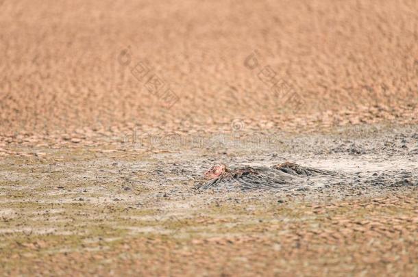 野生的火鸡刺,奋斗的,和溺水采用一浓的泥浆关于