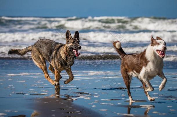 两个公狗跑步和演奏同时向指已提到的人海滩