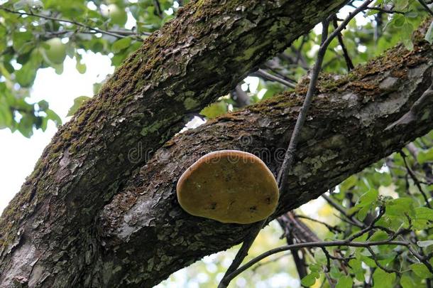 成果身体关于桑黄当归真菌寄生的向树干关于