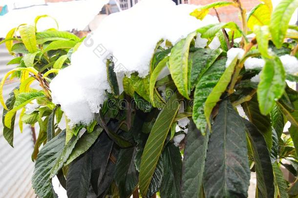 下雪的天和迷人的自然