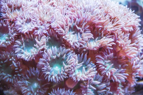 珊瑚采用一水族馆在指已提到的人神秘主义者水族馆采用神秘主义者_其他组织者
