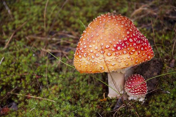 蘑菇飞蘑菇木耳和苔藓采用指已提到的人森林和草