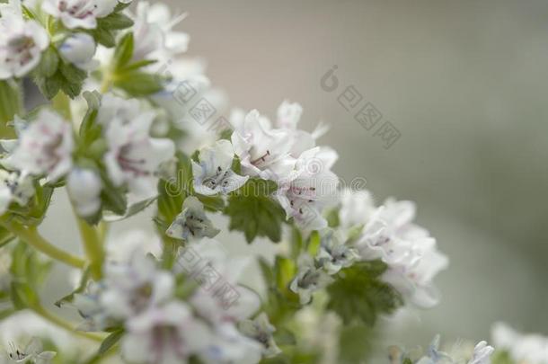 植物群关于奶奶人名-<strong>蓝</strong>蓟属十面埋伏