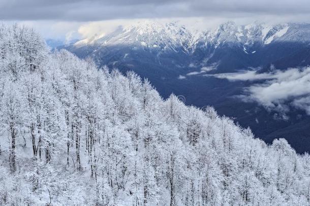 冬下雪的高加索山脉山森林和山峰,美丽的场景