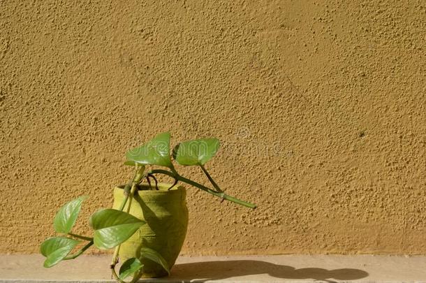 钱植物采用黄色的泥罐采用一morn采用g阳光