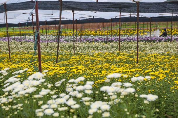 菊花,菊花s农场,菊花s农场从thaumatin竹芋蛋白