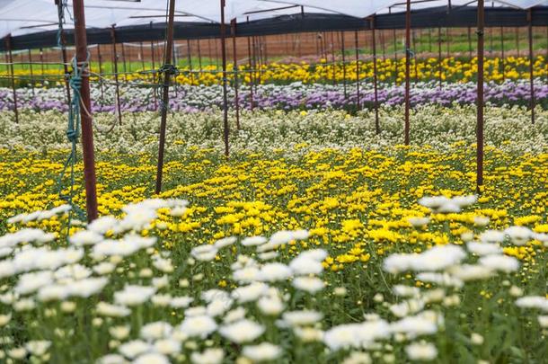 菊花,菊花s农场,菊花s农场从thaumatin竹芋蛋白