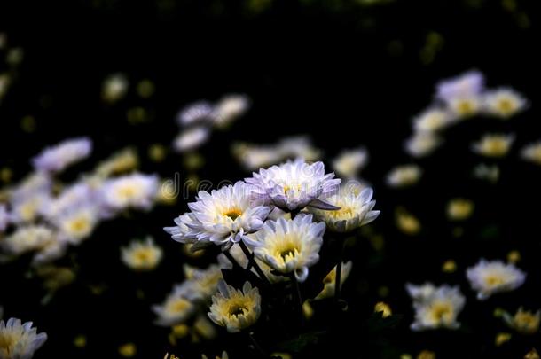 菊花,菊花s农场,菊花s农场从thaumatin竹芋蛋白