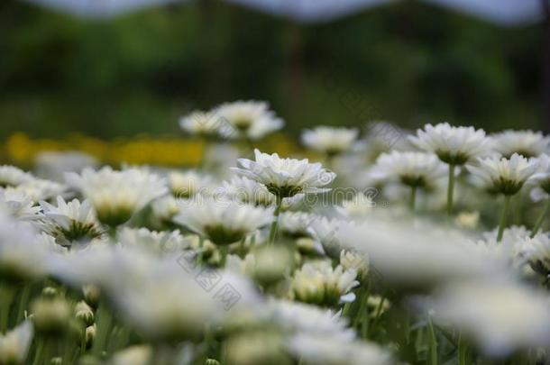 菊花,菊花s农场,菊花s农场从thaumatin竹芋蛋白