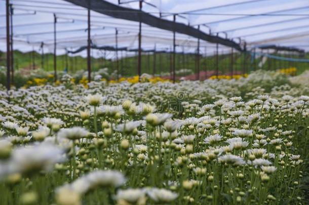 菊花,菊花s农场,菊花s农场从thaumatin竹芋蛋白