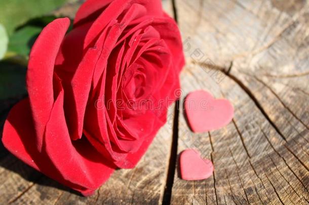 红色的玫瑰和两个心向一we一thered树树干
