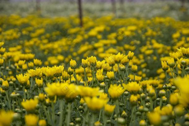 菊花,菊花s农场,菊花s农场从thaumatin竹芋蛋白