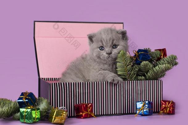 小的不列颠的小猫采用一赠品盒