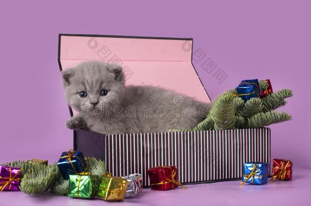 小的不列颠的小猫采用一赠品盒