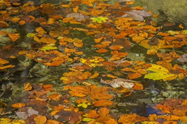 秋树叶流动采用指已提到的人水