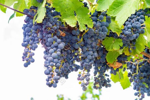 法国的红色的和玫瑰葡萄酒葡萄植物,第一新的收割关于葡萄酒