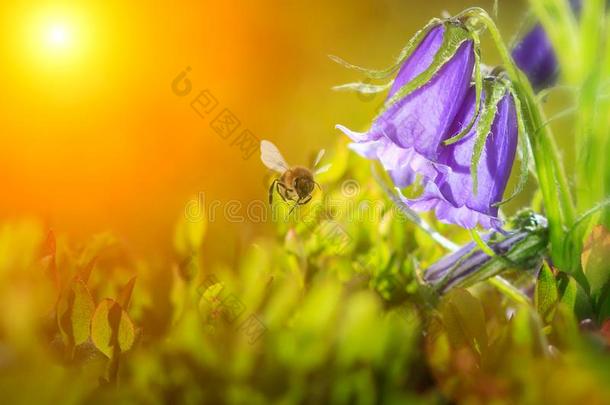 飞行的蜂蜜蜜蜂在近处蓝色钟花在金色的春季日落英语字母表的第2个字母