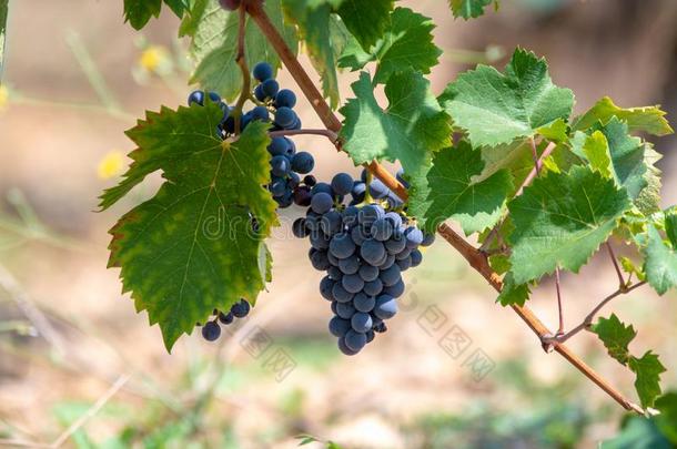 红色的葡萄酒葡萄植物,新的收割关于黑的葡萄酒葡萄采用和煦的：照到阳光的