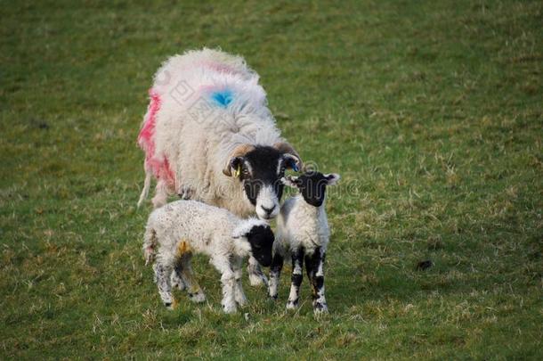 母亲羊母羊和两个年幼的羔羊肉