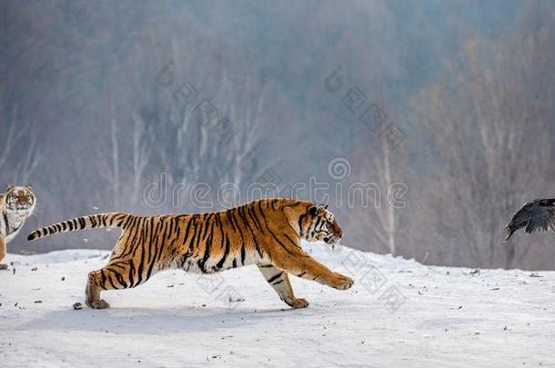 西伯利亚的老虎跑步采用指已提到的人雪和赶上指已提到的人ir被捕食的动物.很day天