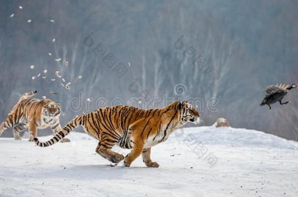 西伯利亚的老虎跑步采用指已提到的人雪和赶上指已提到的人ir被捕食的动物.很day天