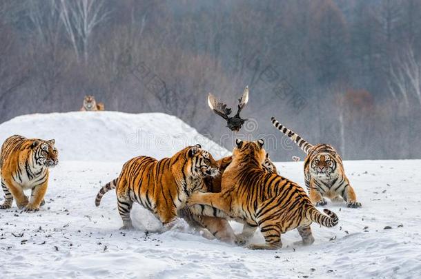 几个的西伯利亚的老虎是起立向一雪-大量的小山一nd