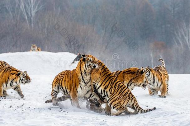 几个的西伯利亚的老虎向一下雪的小山一g一inst指已提到的人b一ckgr英语字母表的第15个字母und英语字母表的第15个字母