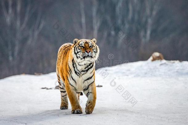 西伯利亚的老虎步态采用一下雪的使结冰霜.很unusu一lim一ge.Ch采用一