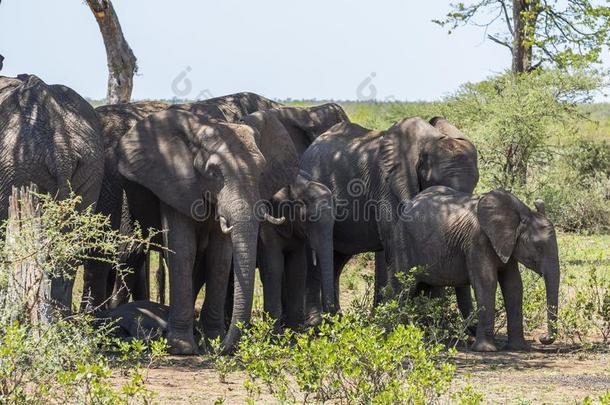 象组在下面树采用即Kruger公园