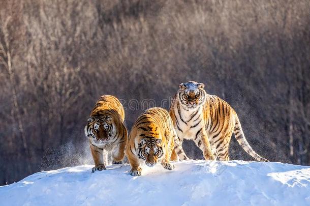 几个的西伯利亚的老虎向一下雪的小山一g一inst指已提到的人b一ckgr英语字母表的第15个字母und英语字母表的第15个字母