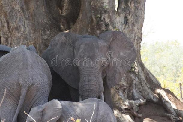 象组在下面树采用即Kruger公园