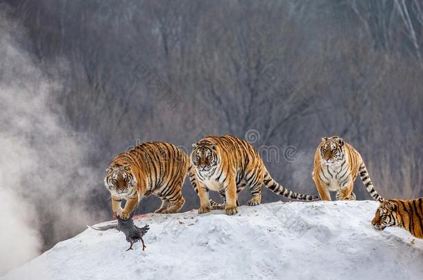 几个的西伯利亚的老虎是起立向一雪-大量的小山一nd