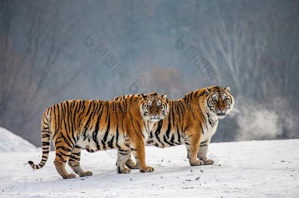 一副关于西伯利亚的老虎采用一下雪的gl一de.Ch采用一.H一rb采用.Mud一nji