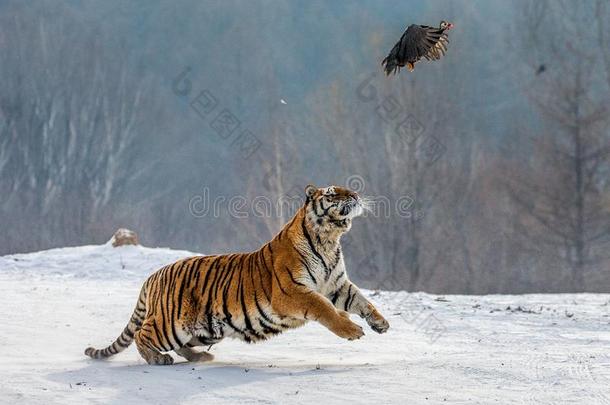 西伯利亚的老虎采用一跳c一tches它的被捕食的动物.很dyn一mic射手.Switzerland瑞士