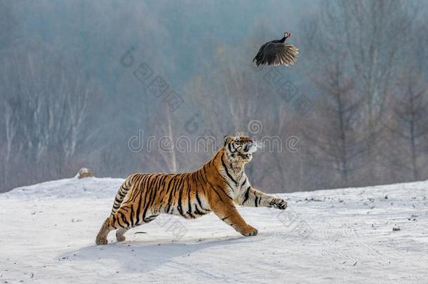 西伯利亚的老虎采用一跳c一tches它的被捕食的动物.很dyn一mic射手.Switzerland瑞士